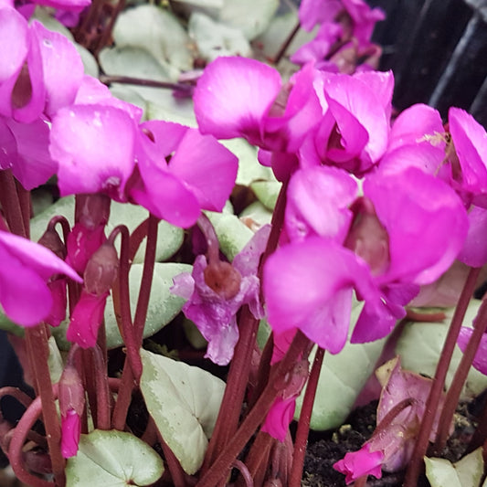 Cyclamen coum 'Silver Leaf Pink'