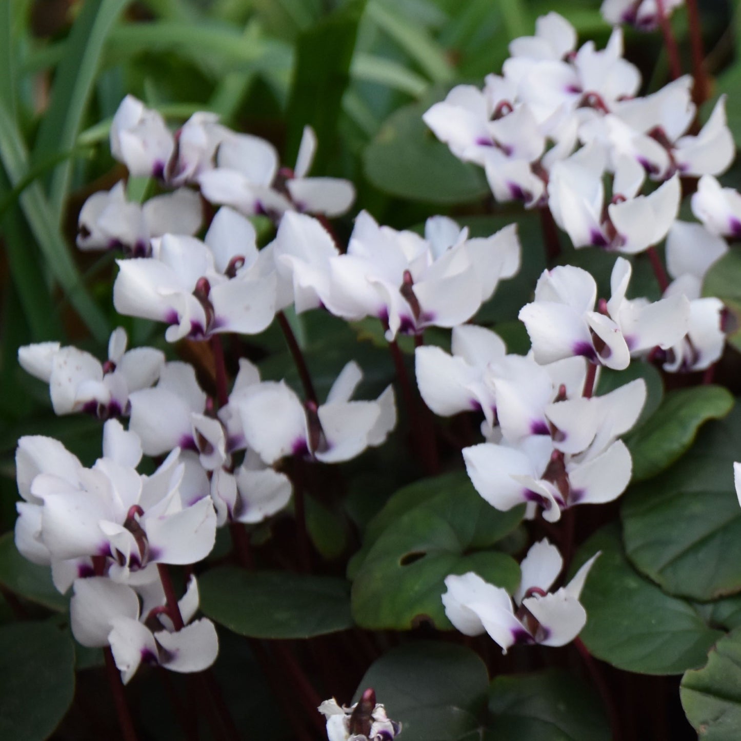 Cyclamen coum album