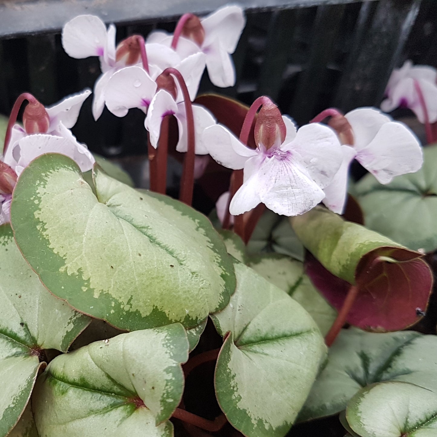 Cyclamen coum 'Maurice Dryden'
