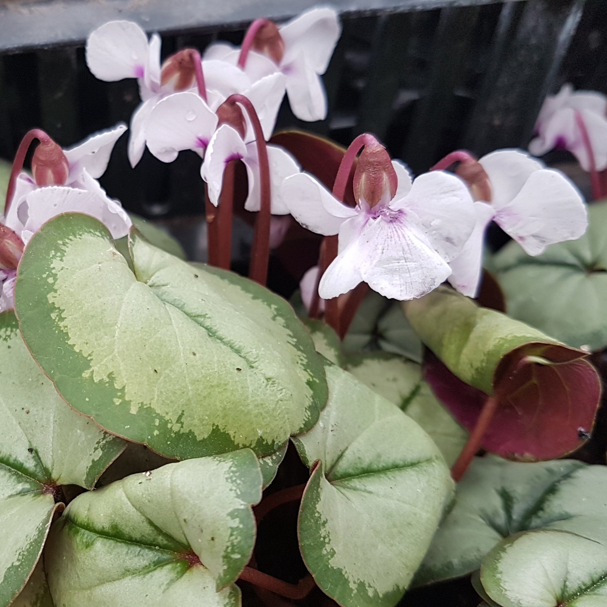Cyclamen coum 'Maurice Dryden'