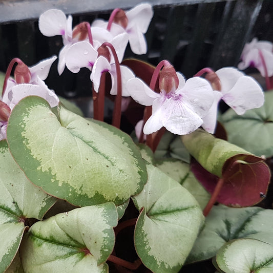Cyclamen coum 'Maurice Dryden'