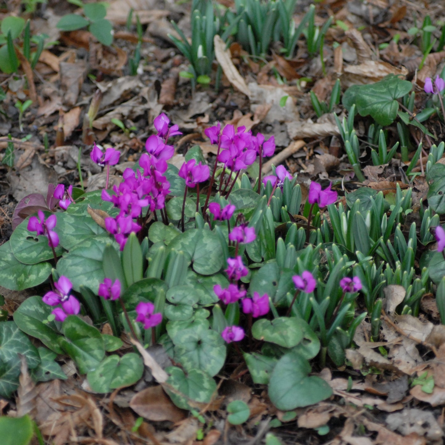 Cyclamen coum 'Selected Rubrum'