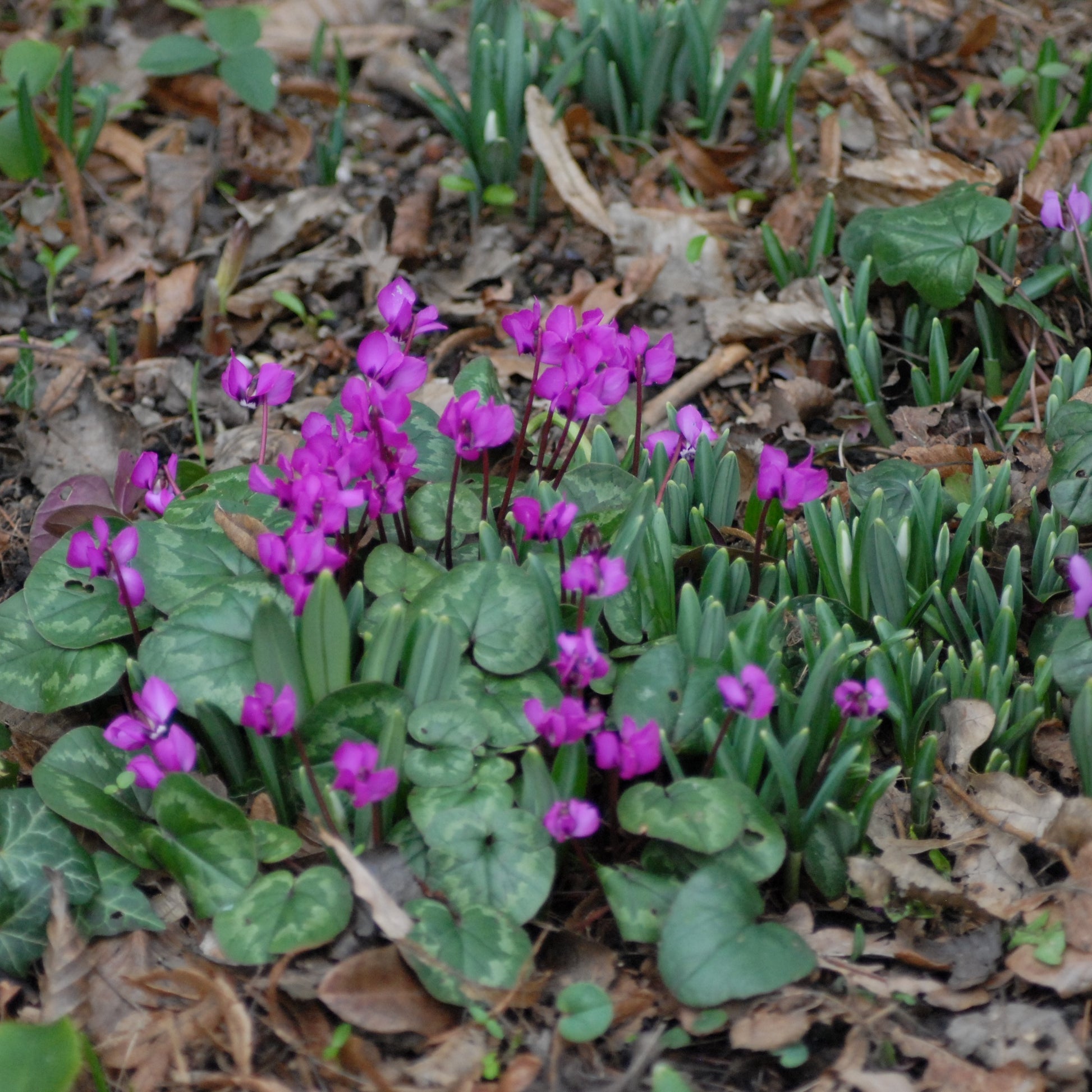 Cyclamen coum 'Selected Rubrum'
