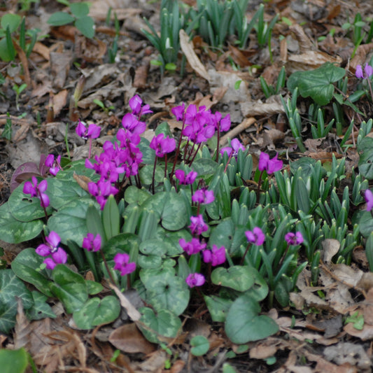 Cyclamen coum 'Selected Rubrum'