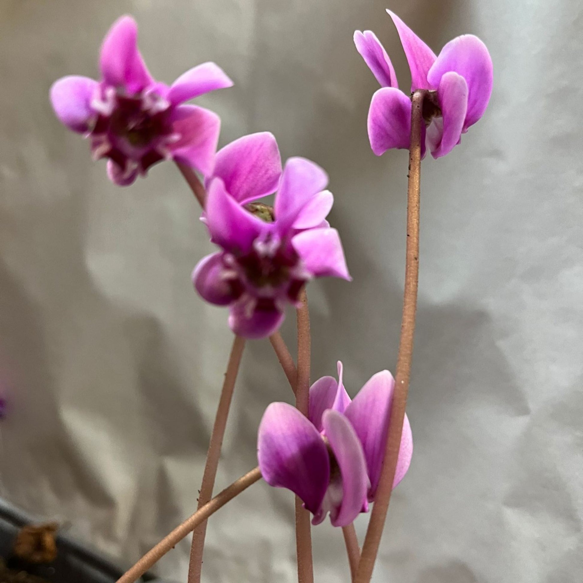 Cyclamen confusum