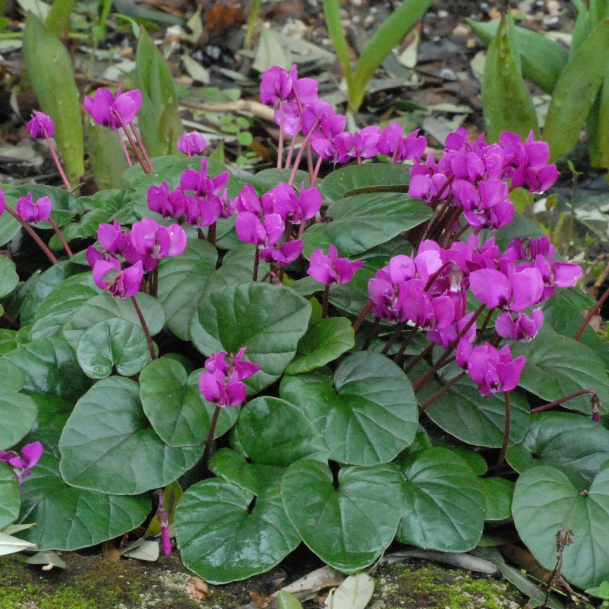 Cyclamen coum 'Meadens Crimson'