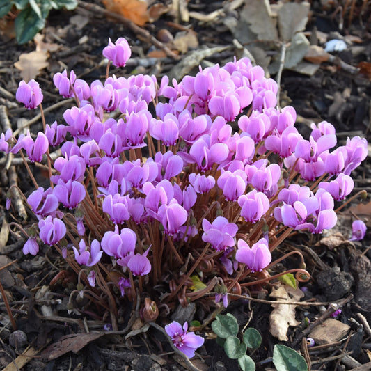Cyclamen hederifolium
