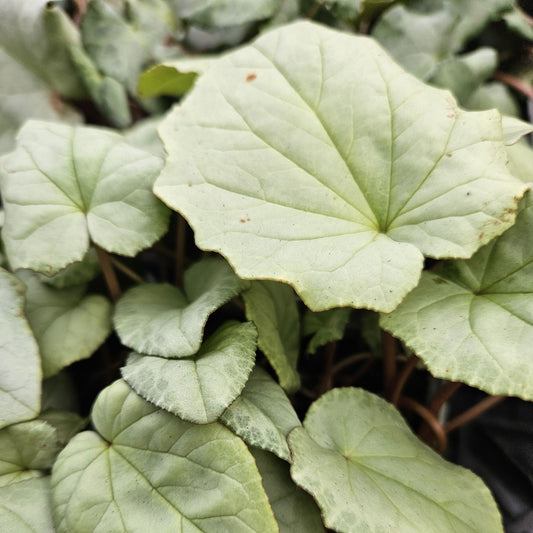 Cyclamen hederifolium 'Silver leaf pink'
