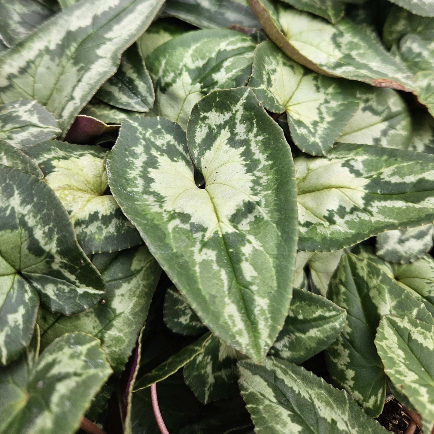Cyclamen hederifolium 'Arrow Leaf'