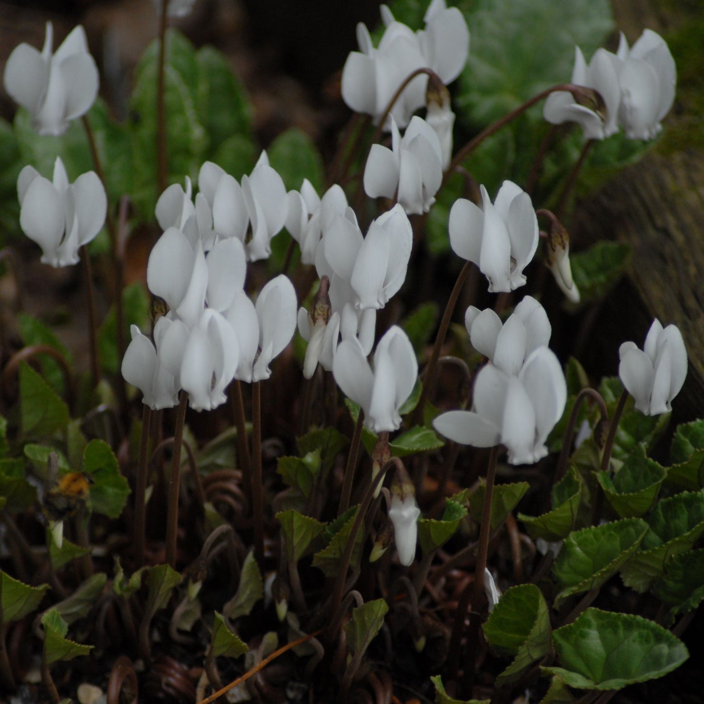 Cyclamen hederifolium album