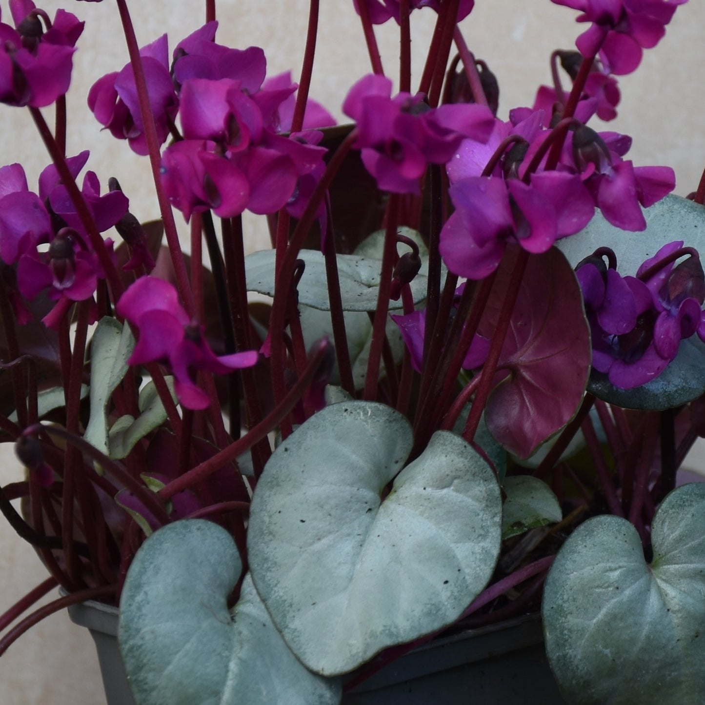 Cyclamen coum 'Silver leaf dark pink'