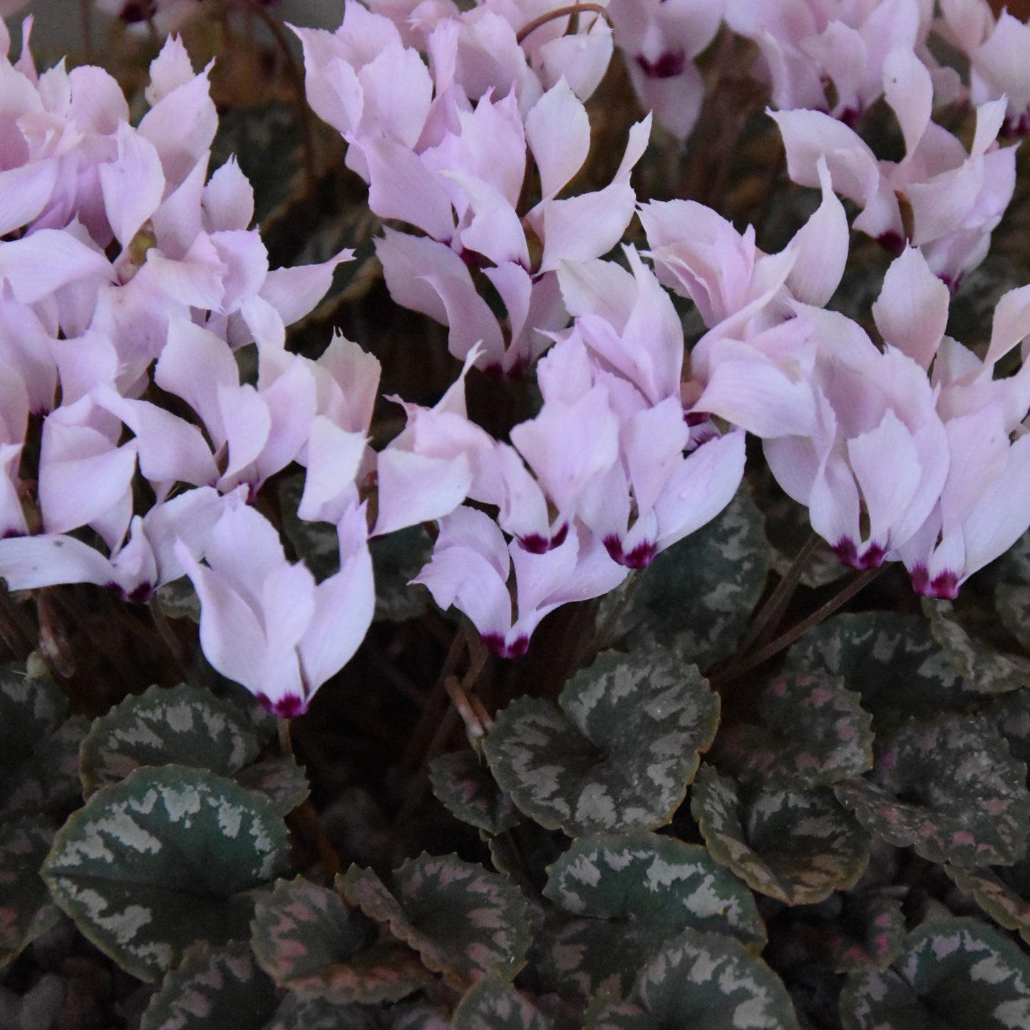 Cyclamen mirabile