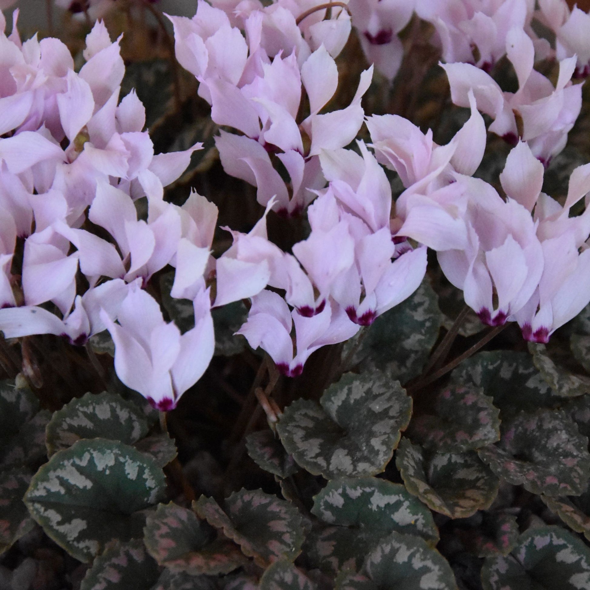 Cyclamen mirabile