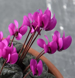 Cyclamen pseudibericum