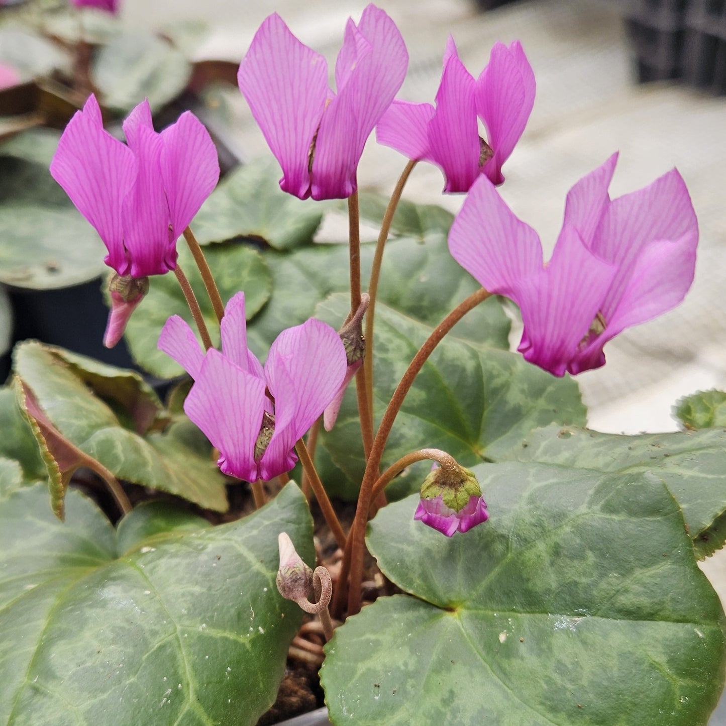 Cyclamen purpurascens