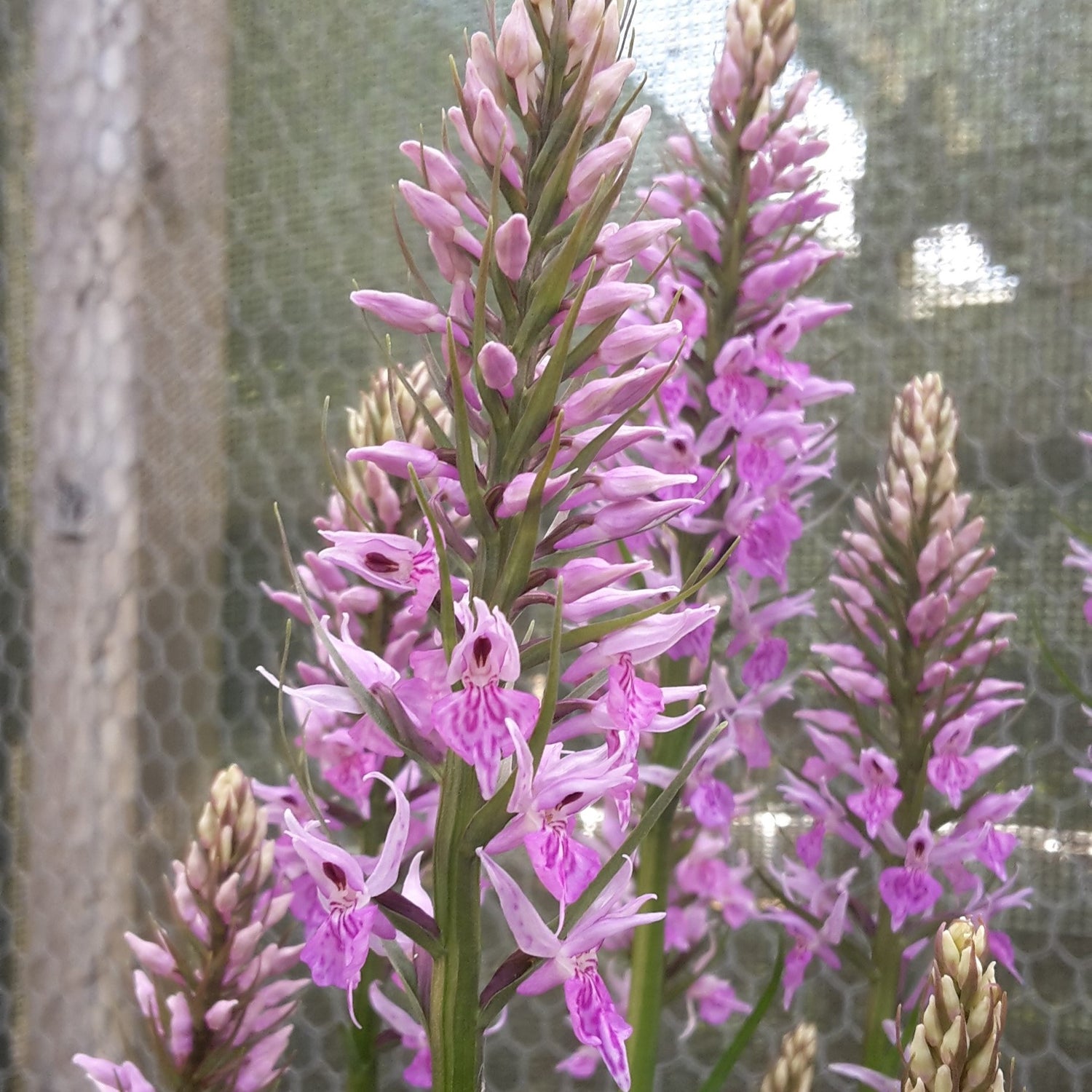Dactylorhiza hybrids