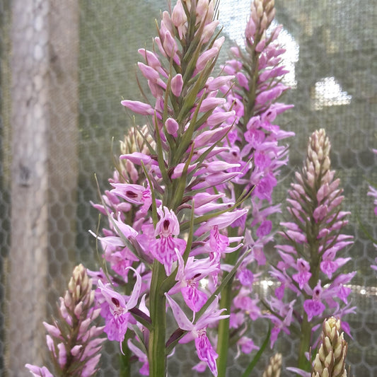 Dactylorhiza hybrids
