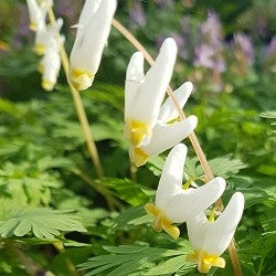 Dicentra cucullaria