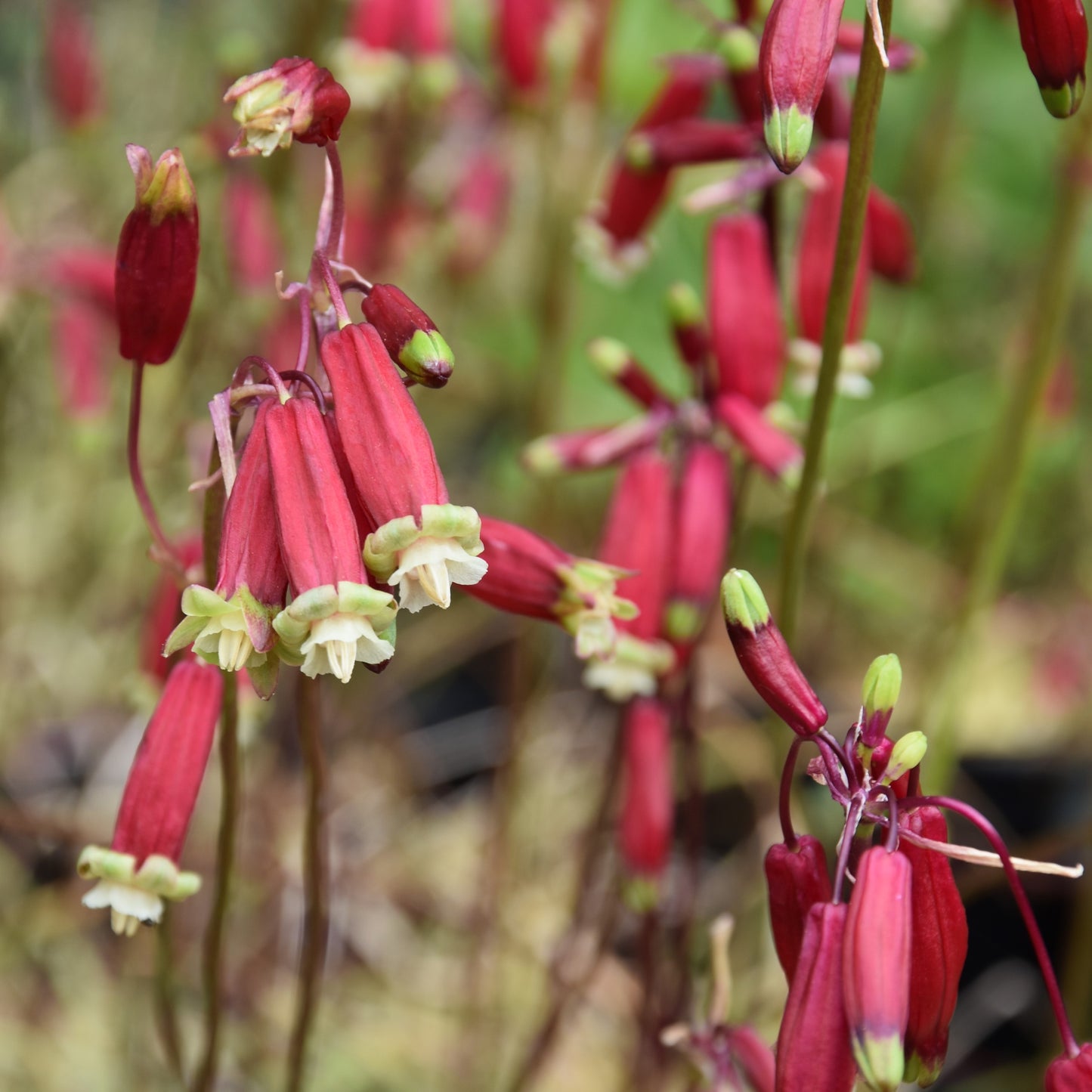 Dichelostemma ida-maia
