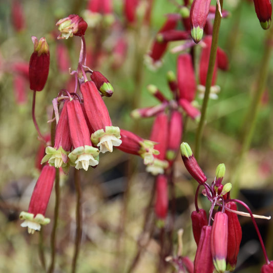 Dichelostemma ida-maia