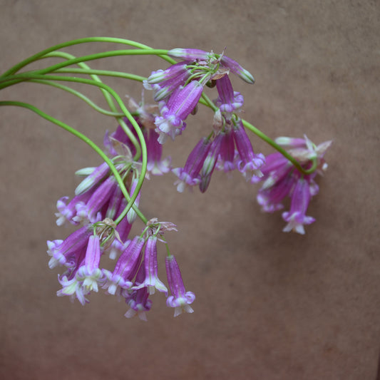 Dichelostemma ida-maia 'Pink Diamond'