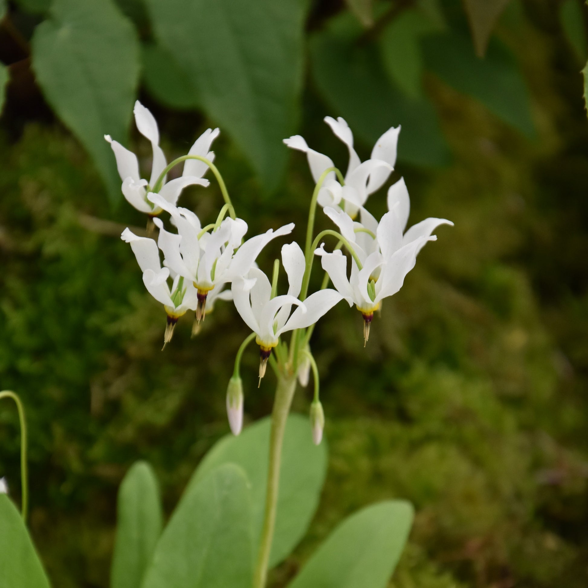 Dodecatheon meadia album