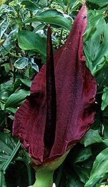 Dracunculus vulgaris