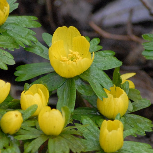 Eranthis cilicica