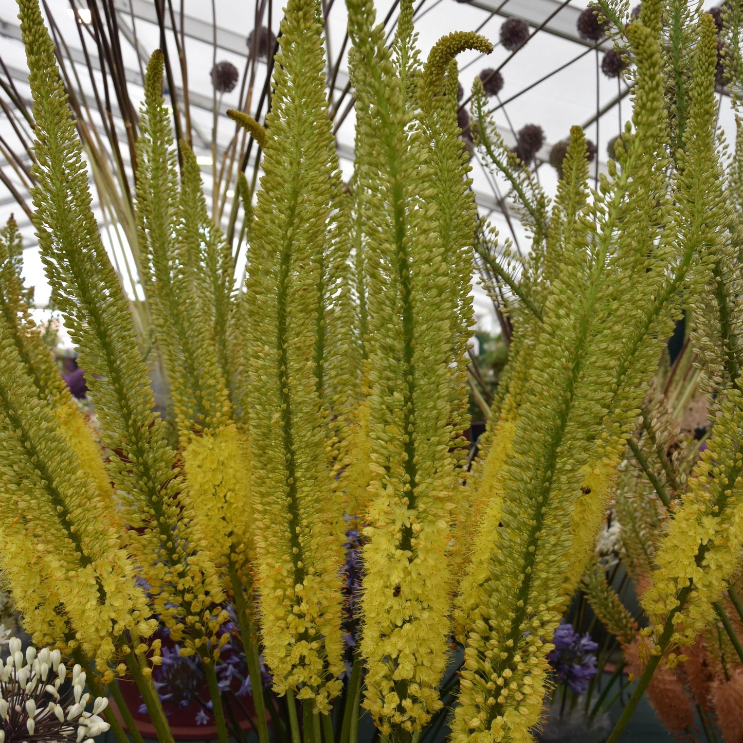 Eremurus Charleston