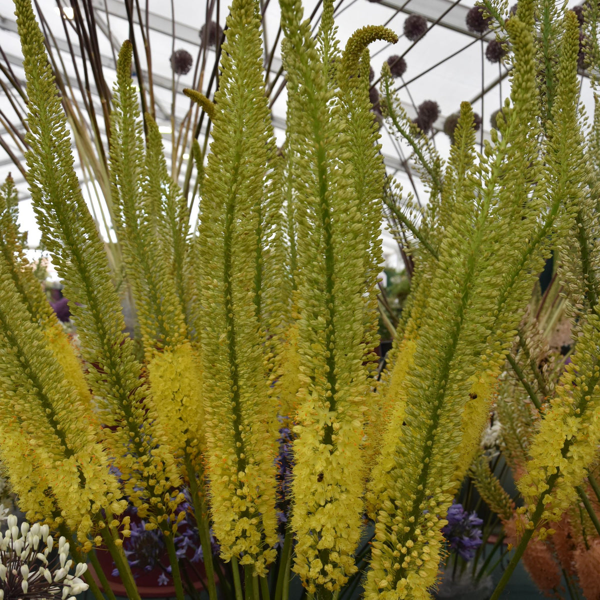 Eremurus Charleston