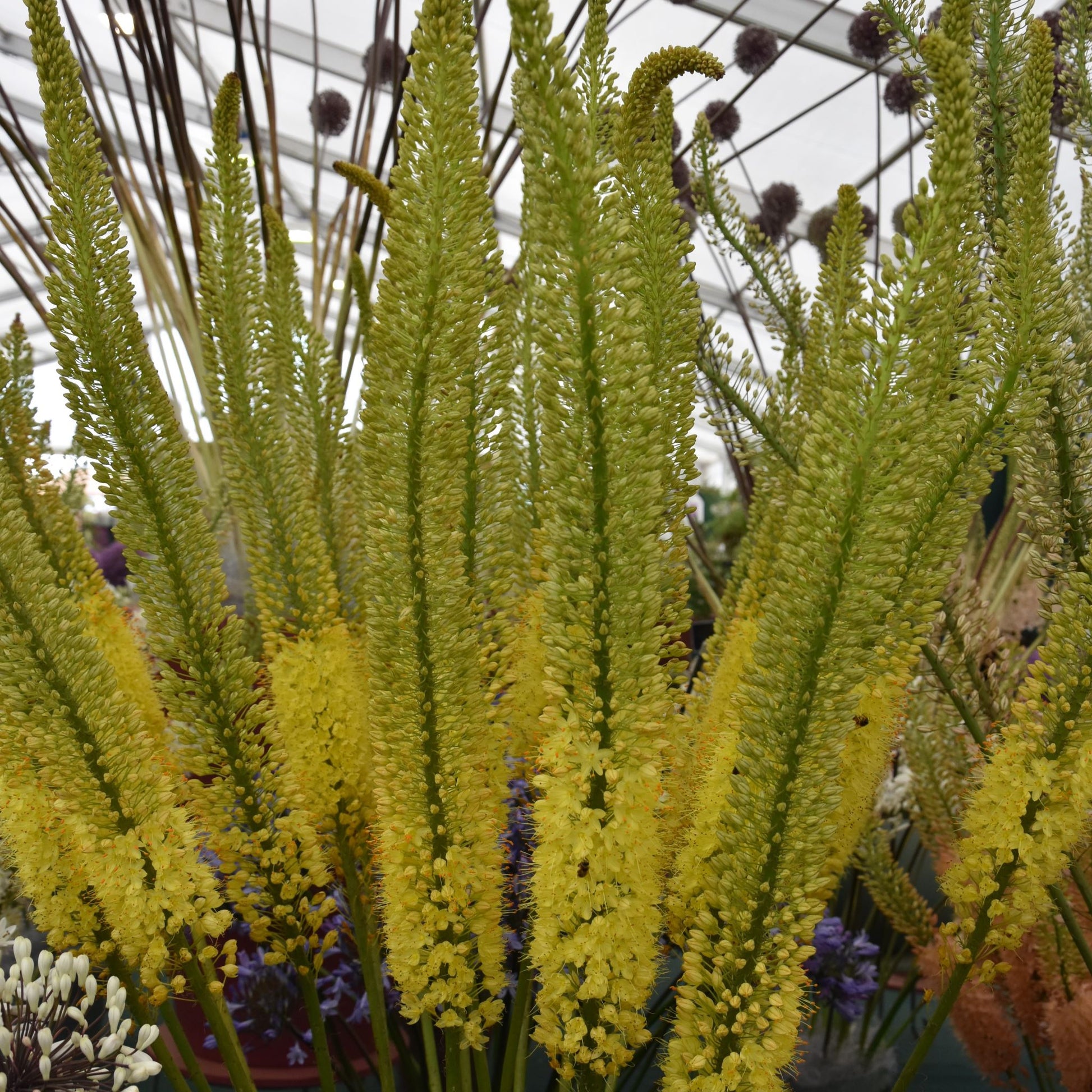 Eremurus Charleston