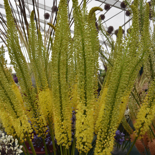 Eremurus Charleston