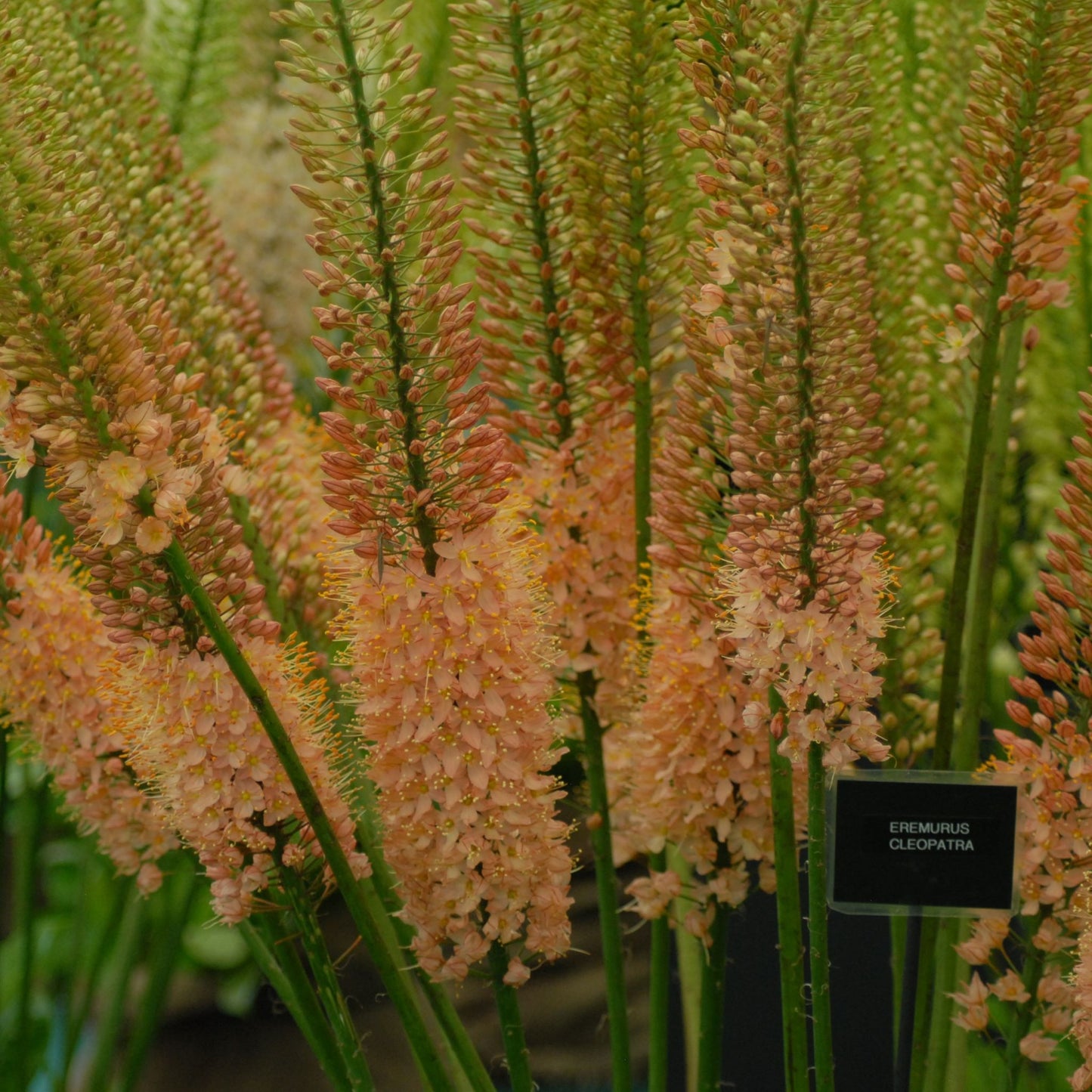 Eremurus Cleopatra