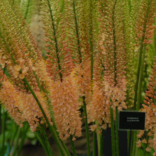 Eremurus Cleopatra