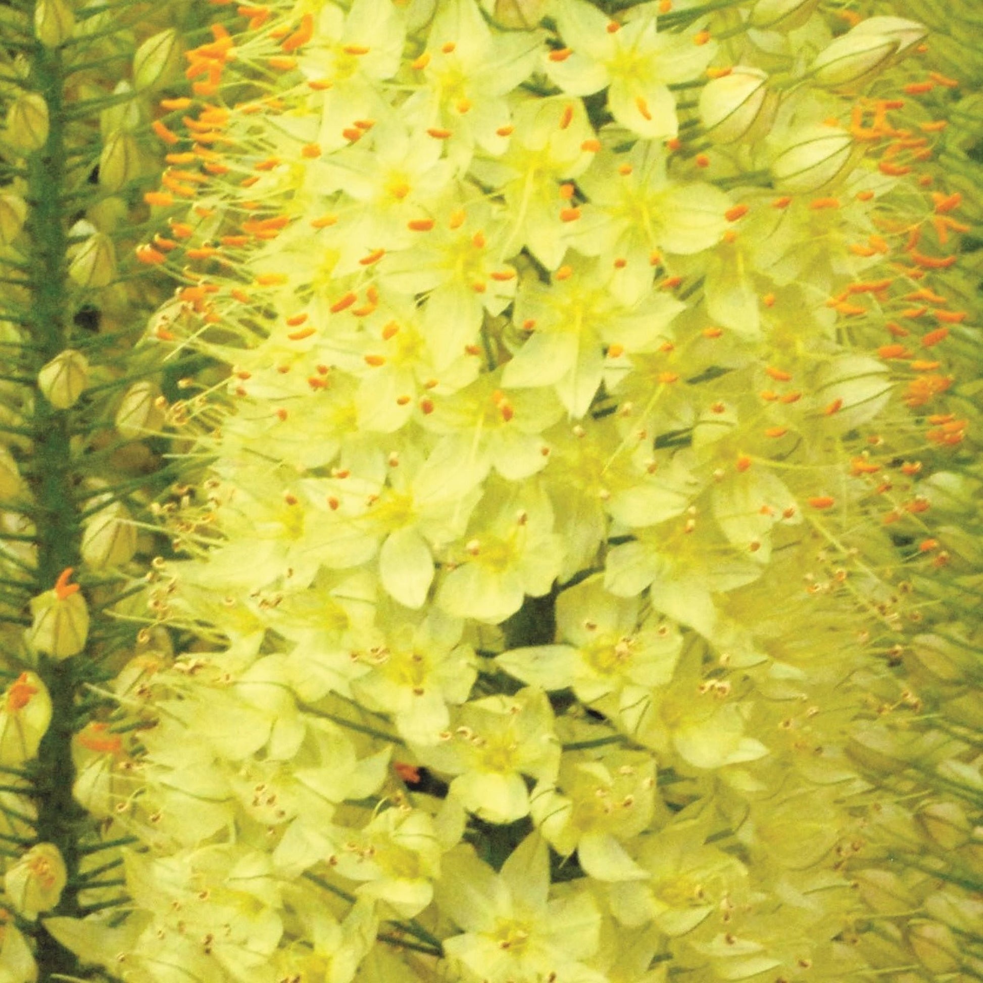 Eremurus Lemon Fizz