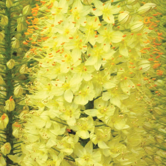Eremurus Lemon Fizz