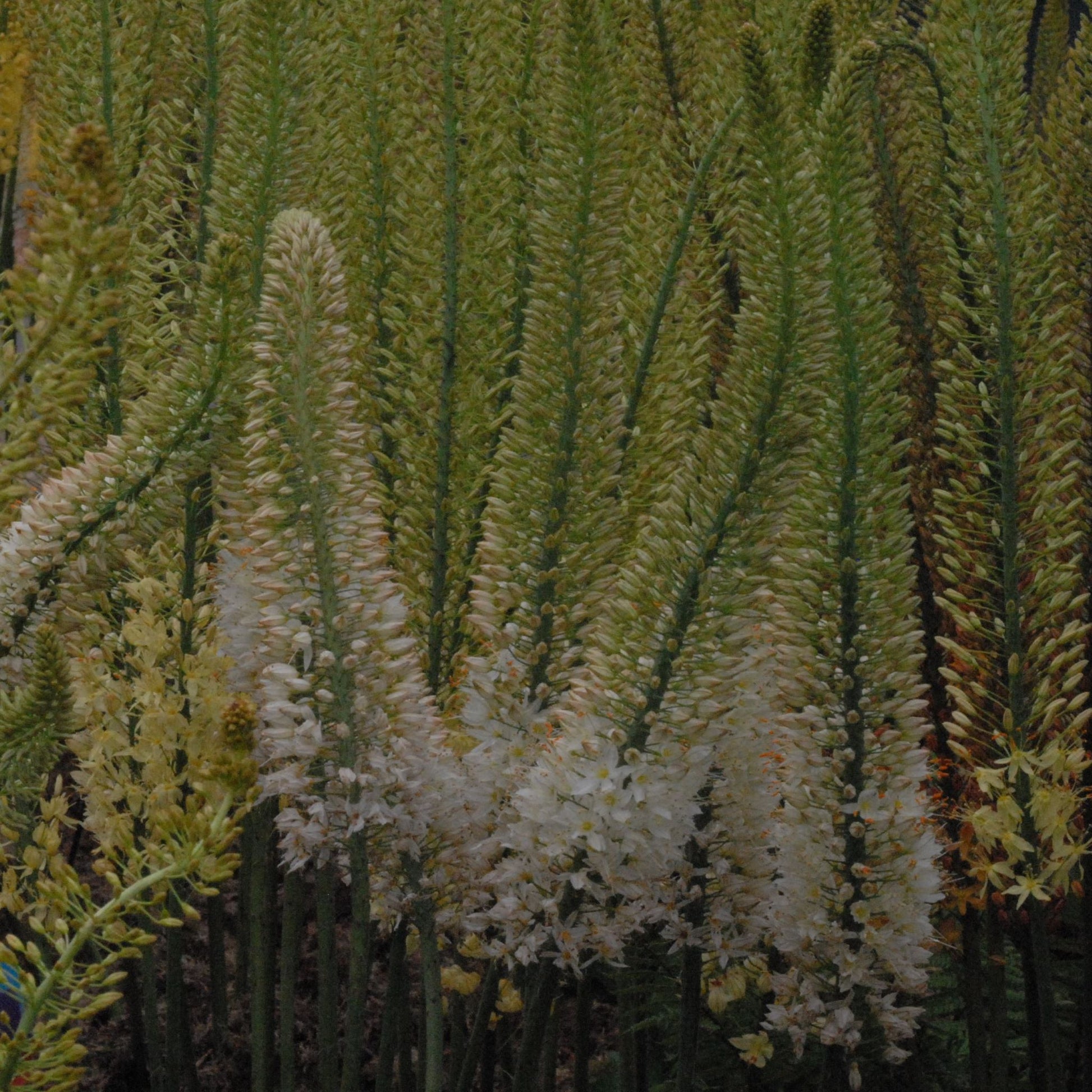 Eremurus Linedance