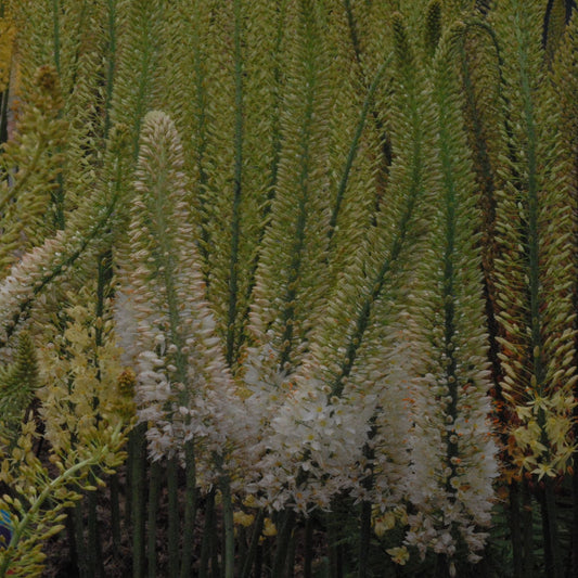 Eremurus Linedance