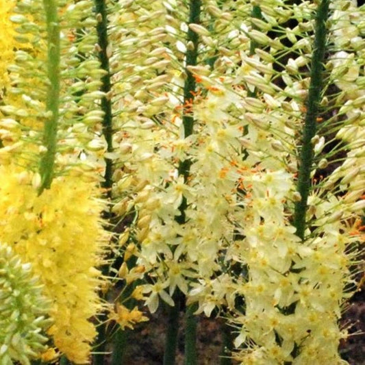 Eremurus Moneymaker