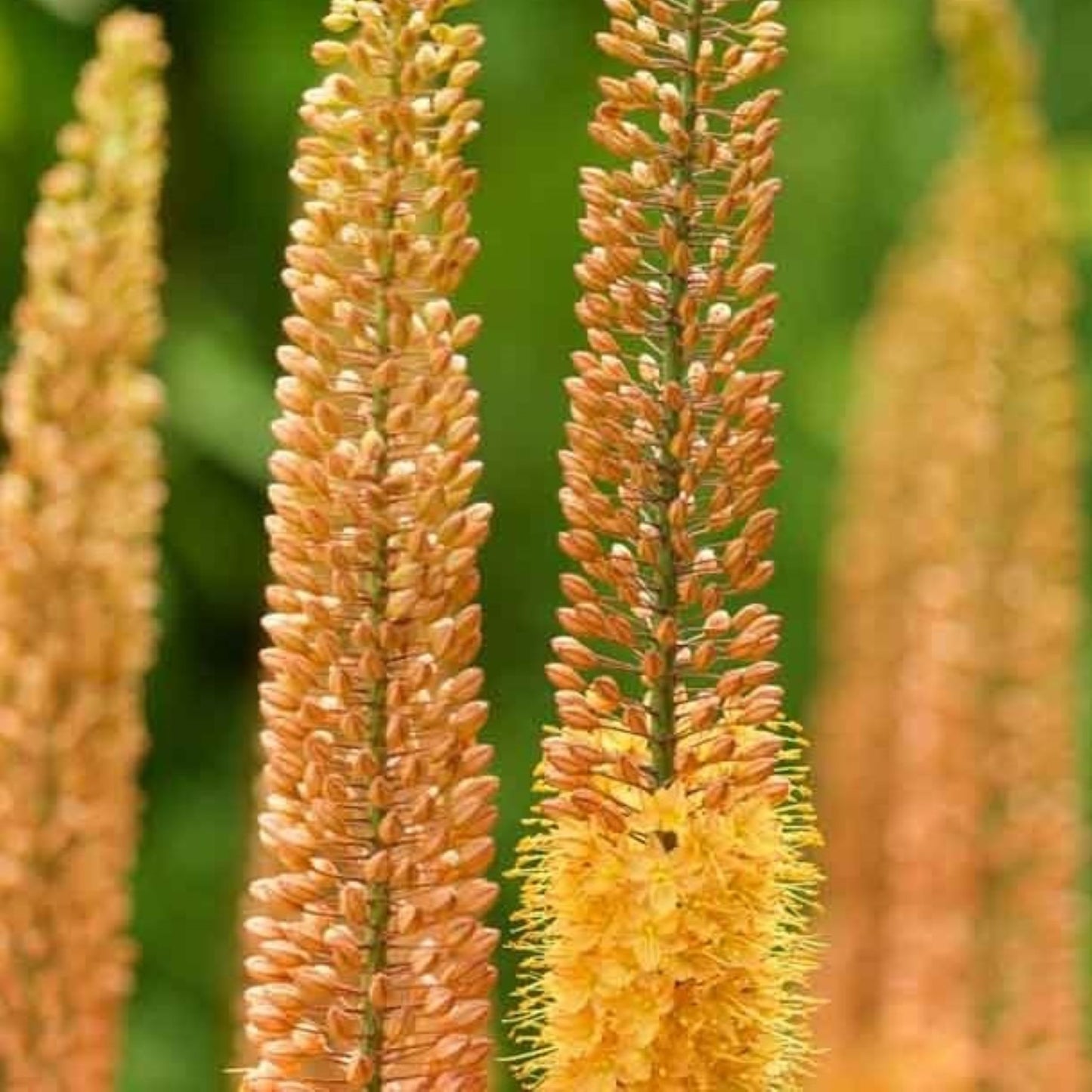 Eremurus Pinokkio