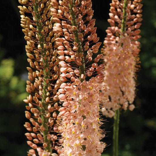 Eremurus Romance