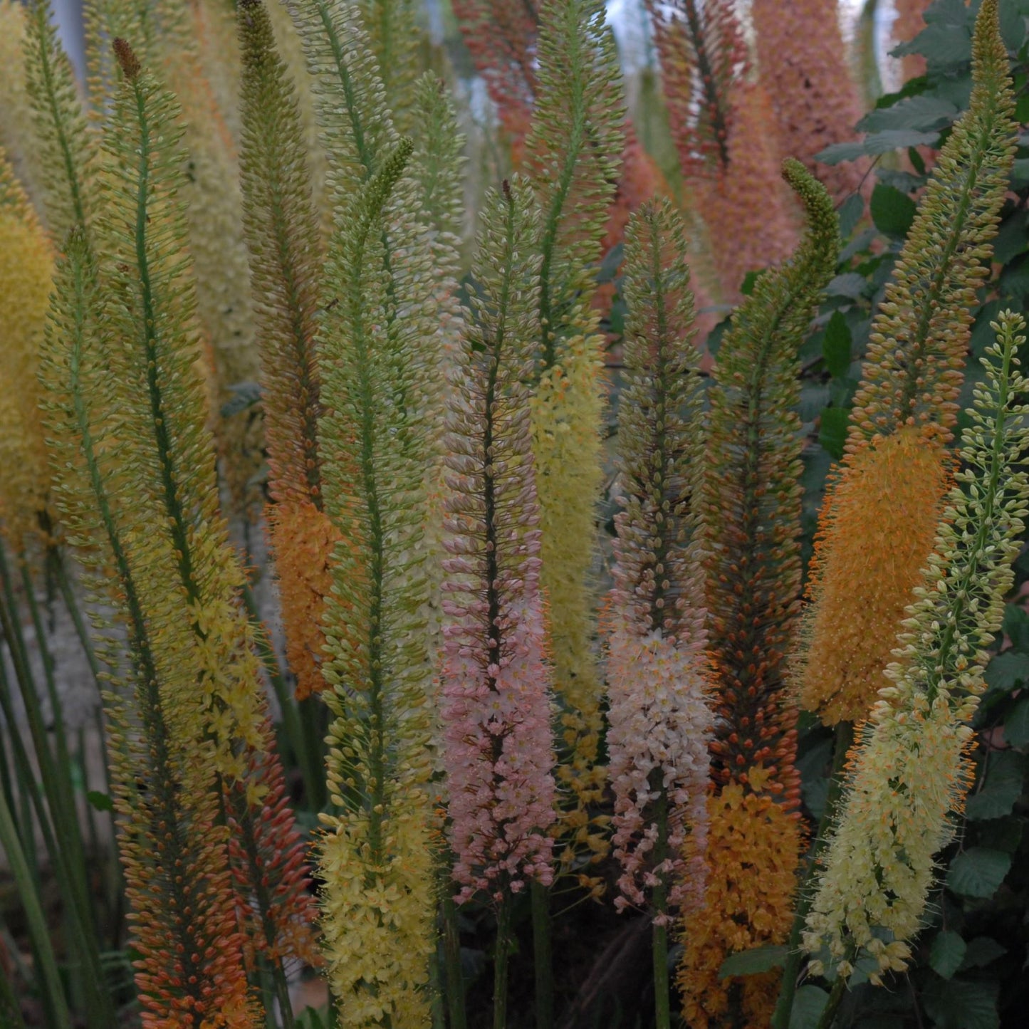 Eremurus Ruiter hybrids