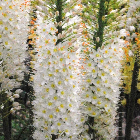 Eremurus White Perfection