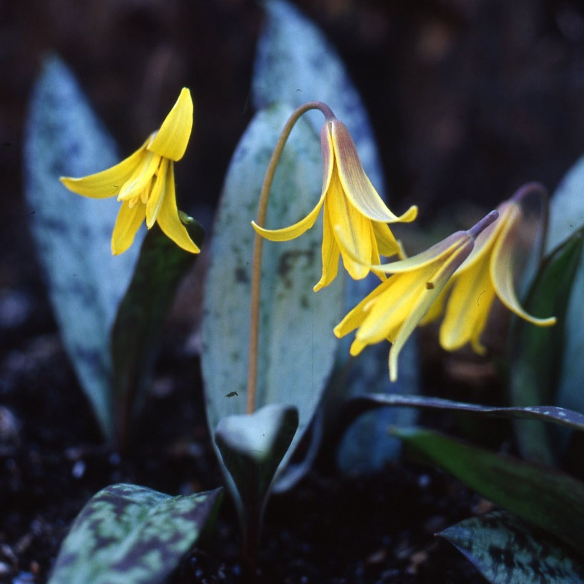 Erythronium americanum