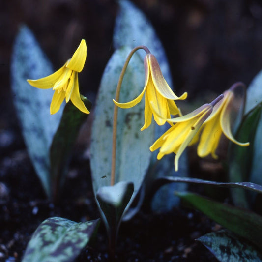 Erythronium americanum