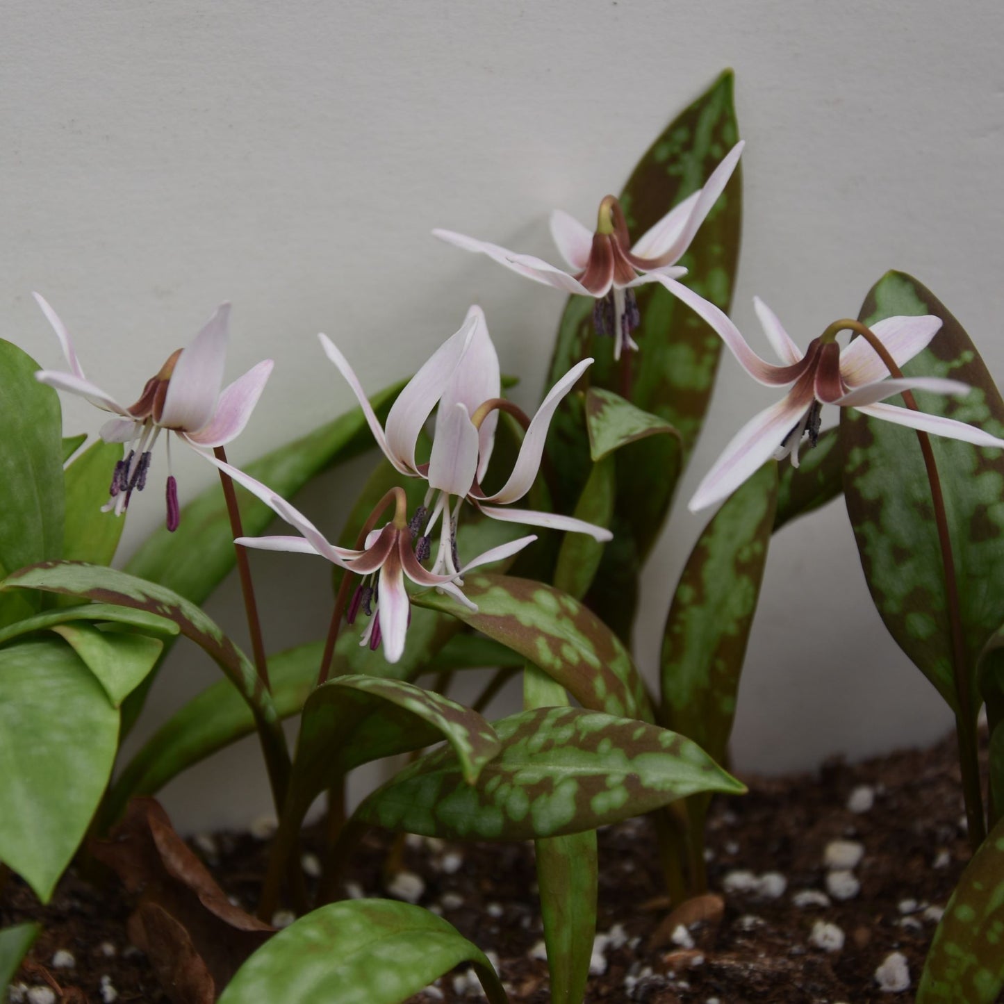 Erythronium dens-canis 'Frans Hals'