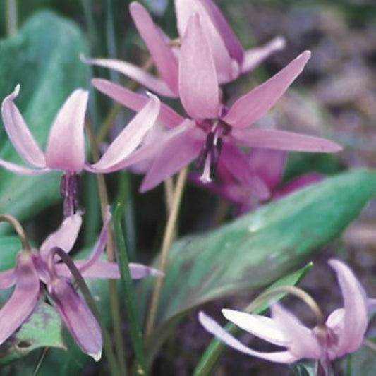 Erythronium dens-canis 'Lilac Wonder'
