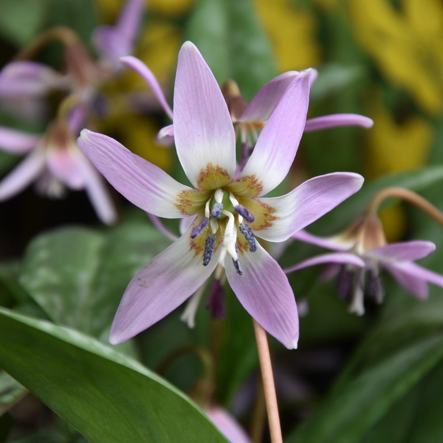 Erythronium dens-canis 'Purple King'