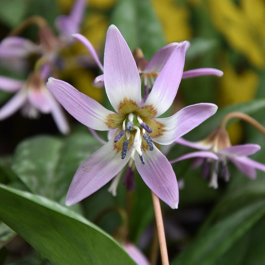 Erythronium dens-canis 'Purple King'