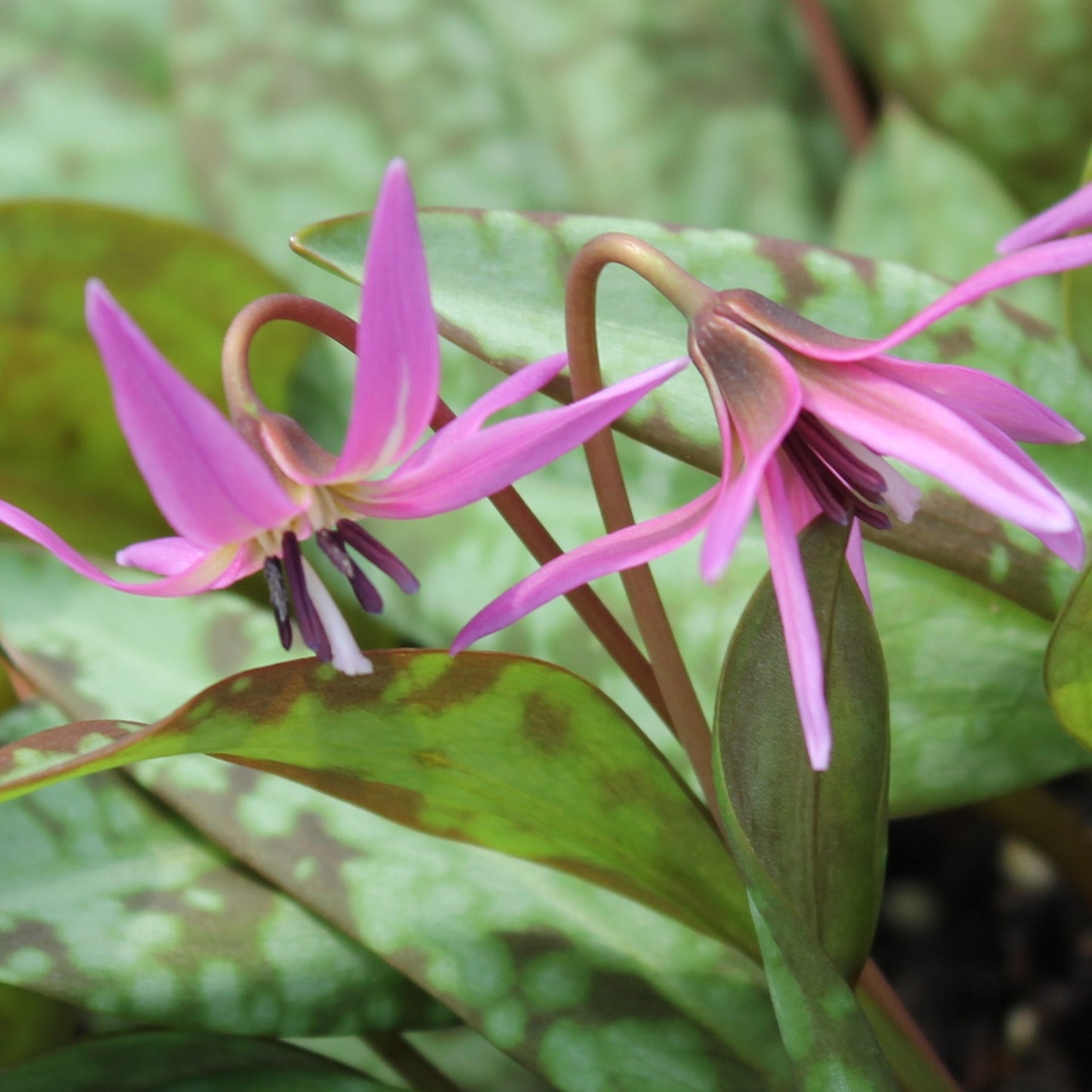 Erythronium dens canis 'Pink Perfection'